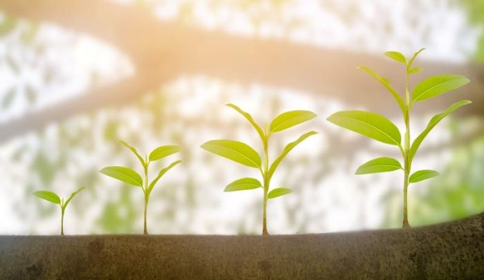 Sustainable Development Organization